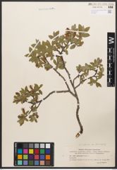 Salix callicarpaea Trautv.